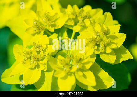 Un cuscino spurgante (Euphorbia epithymoides) Foto Stock