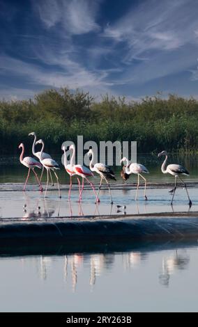 Fenicotteri che pagaiano nelle acque fangose di una laguna fangosa in un'oasi dei laghi al Qudra nel deserto degli Emirati Arabi Uniti. Foto Stock