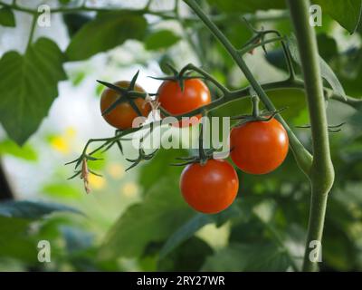 Primo piano della coltivazione e della maturazione della frutta del pomodoro "Gardener's Delight" sulla pianta della vite in una serra britannica in estate Foto Stock