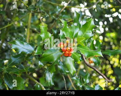 Ilex aquifolium (holly) che cresce all'aperto in una brughiera di campagna britannica in autunno con bacche gialle e arancio mature e foglie lucenti e appuntite Foto Stock