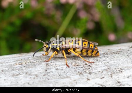 Vespa tedesca (Vespula germanica) sulla brughiera a settembre, Surrey, Inghilterra, Regno Unito Foto Stock