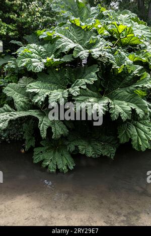 Gunnera manicata pianta che cresce a Trenance Gardens a Newquay, in Cornovaglia, nel Regno Unito. Foto Stock
