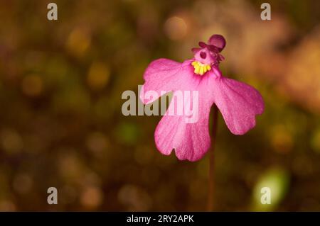 Pink Petticoat, Utricularia multifida, una specie di piante carnivore e di fiori selvatici endemica dell'Australia occidentale. Foto Stock