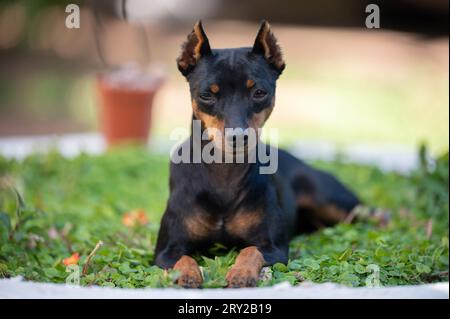 Ritratto del cane da pincher doberman con orecchie tagliate Foto Stock