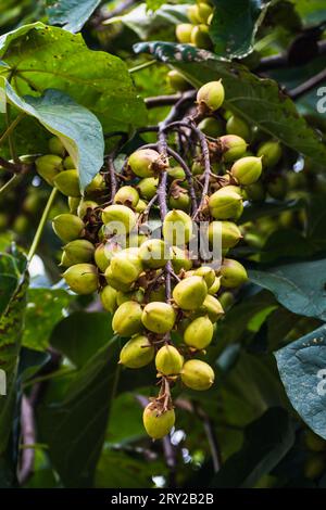 Paulownia tomentosa e i suoi frutti in tarda estate, chiamato anche albero dell'imperatrice o albero di foxglove, foglia a crescita rapida e grande, paulowniaceae Foto Stock