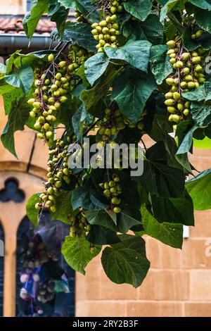 Paulownia tomentosa e i suoi frutti in tarda estate, chiamato anche albero dell'imperatrice o albero di foxglove, foglia a crescita rapida e grande, paulowniaceae Foto Stock