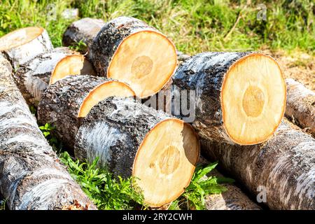 Segare legno di betulla all'aperto in una giornata di sole. Preparare la legna da ardere per l'inverno. Forrest Industry, legname impilato in una foresta. Deforestazione fatta dall'uomo. E Foto Stock
