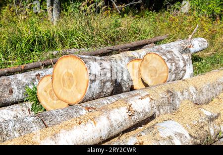 Segare legno di betulla all'aperto in una giornata di sole. Preparare la legna da ardere per l'inverno. Forrest Industry, legname impilato in una foresta. Deforestazione fatta dall'uomo. E Foto Stock