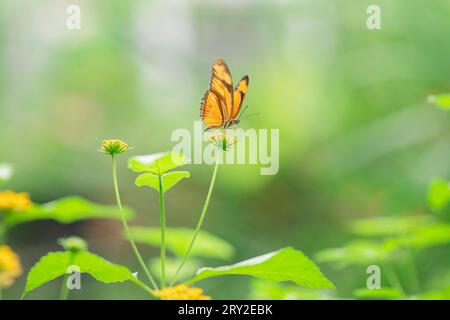 Vista laterale della farfalla gialla e marrone con posto a sedere su un fiore giallo su sfondo sfocato Foto Stock