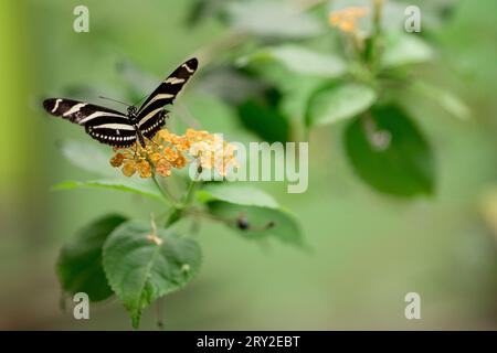 Alto angolo di farfalla bianca e marrone con fiori gialli su sfondo sfocato Foto Stock