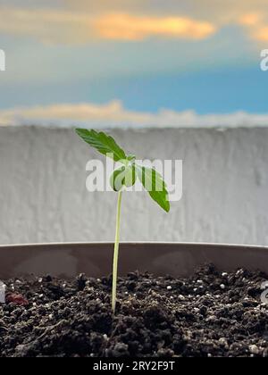 Primo piano della pianta di marijuana in pentola. Vegetazione di cannabis. Foto Stock