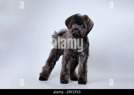 Un cane nero simile a un lapdog maltese incrociato con un barboncino. Foto Stock