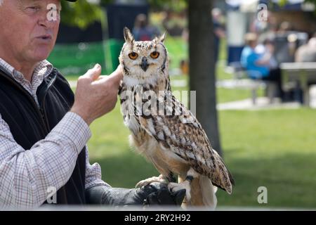 Uomo con gufo Aquila prigioniero, Bubo bubo, Sratford upon Avon, Regno Unito Foto Stock