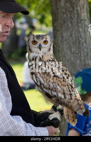 Uomo con gufo Aquila prigioniero, Bubo bubo, Sratford upon Avon, Regno Unito Foto Stock