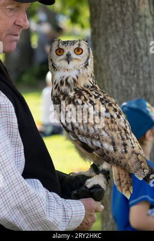 Uomo con gufo Aquila prigioniero, Bubo bubo, Sratford upon Avon, Regno Unito Foto Stock
