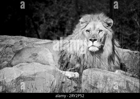 Ritratto in bianco e nero di uno splendido leone che si erge imposentemente su alcune pietre nello zoo di Barben, in Francia. Foto Stock