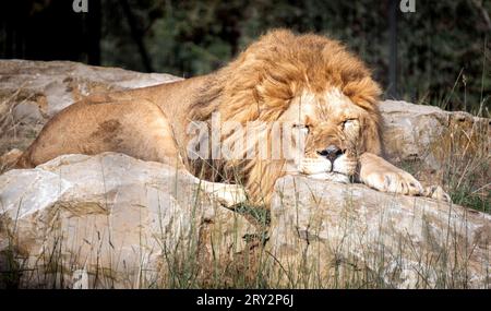 Un giovane leone che fa un breve pisolino in una calda giornata estiva allo zoo Barben, in Francia. Foto Stock