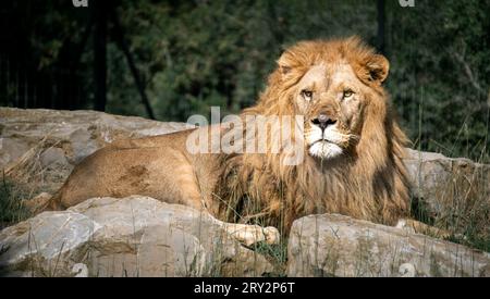 Un leone fotogenico che giace sulla pancia sulle pietre e guarda intensamente in lontananza nello zoo di Barben, in Francia. Foto Stock