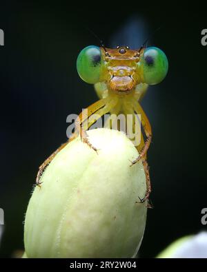 Rara immagine di Damselfly con Kill Foto Stock