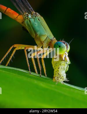 Rara immagine di Damselfly con Kill Foto Stock