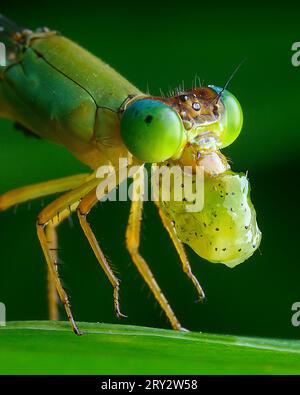 Rara immagine di Damselfly con Kill Foto Stock