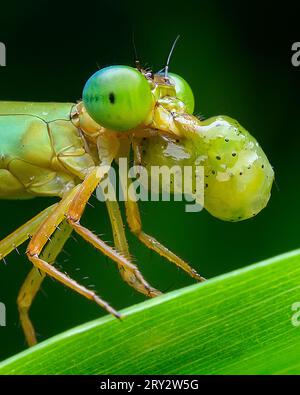 Rara immagine di Damselfly con Kill Foto Stock