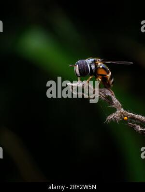 Immagine macro estrema di una mosca che si ferma su un bastone Foto Stock