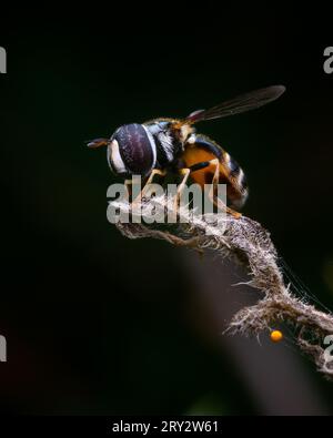 Immagine macro estrema di una mosca che si ferma su un bastone Foto Stock