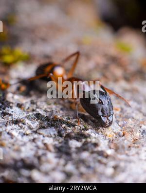 Scatto macro dettagliato di una formica rossa e nera Foto Stock