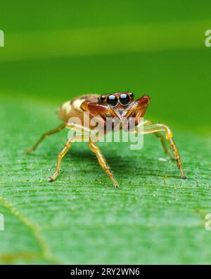 Salto all'immagine macro estrema di Spider con dettagli nitidi Foto Stock