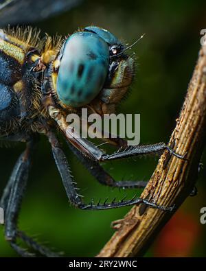 Primo piano estremo di Dragon Fly Compound Eyes Foto Stock