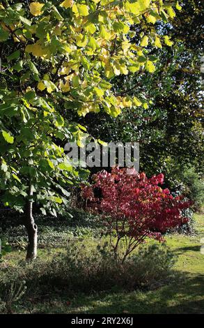 Euonymus alatus Compactus "" Foto Stock