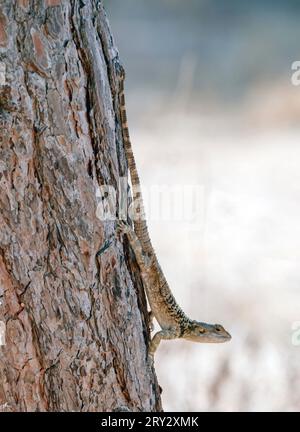 Cipro Rock Agama, (Stellagama stellio cypriaca) su un albero, Paphos Cipro. Foto Stock