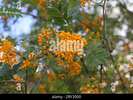 Le bacche gialle dell'albero Rowan, Sorbus Foto Stock