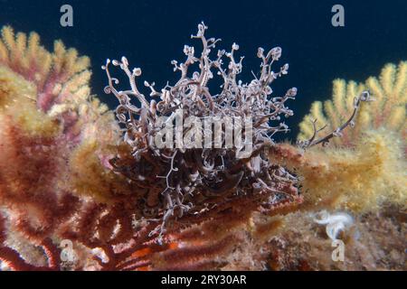 Testa di Gorgon o Basket STAR (Astrospartus mediterraneo) Foto Stock