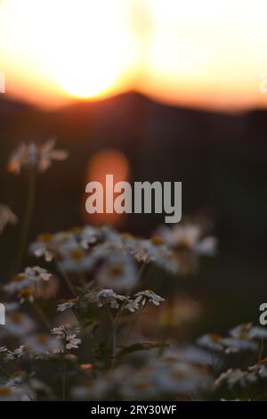 Un caldo raggio arancione del sole passa attraverso le margherite. Fiori a margherita di fronte al sole al tramonto con bokeh. Foto Stock