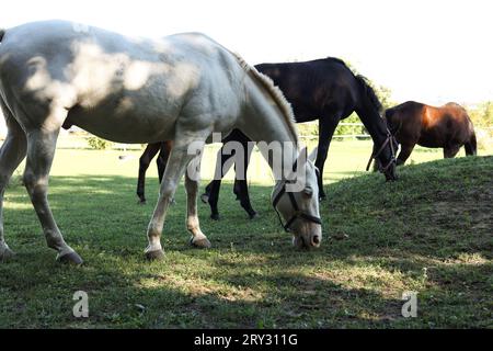 cavalli bianchi e castani su un pascolo Foto Stock