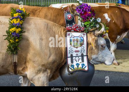 Il bestiame cerimoniale autunnale viene trasportato dai pascoli di montagna nella valle di Plaffeien, in Svizzera. Processione alpina a Oberschrot. Ogni anno, in autunno, il bestiame viene scacciato dall'estate sull'alpe per tornare al villaggio in una processione. Foto Stock