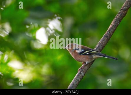 Fringuello comune Foto Stock