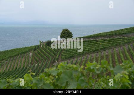 LOSANNA, SVIZZERA, meravigliosi vigneti terrazzati di Lavaux sul lago Leman Foto Stock