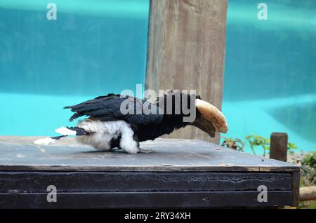 primo piano di un fiocco d'argento a Tenerife Foto Stock