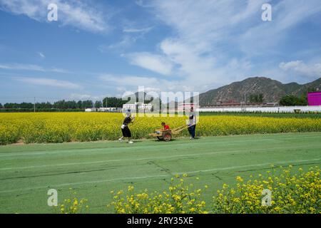 Zunhua City, Cina - 13 maggio 2023: Turisti che passeggiano nei campi di colza, Cina settentrionale Foto Stock