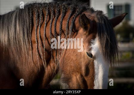 Primo piano della criniera intrecciata di Bay Horse Foto Stock
