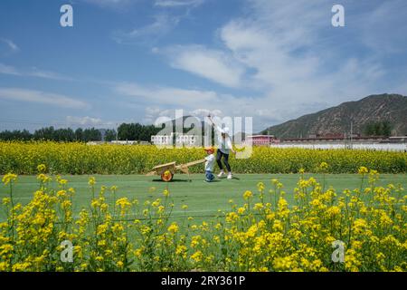 Zunhua City, Cina - 13 maggio 2023: Turisti che passeggiano nei campi di colza, Cina settentrionale Foto Stock