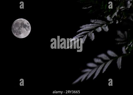 L'ultima super luna, la luna del raccolto sorge nel cielo di Srinagar, la capitale estiva di Jammu e Kashmir. La Harvest Moon si verifica ogni settembre e si allinea con l'equinozio autunnale. Questo è il momento in cui l'equatore terrestre è quasi direttamente in linea con il centro del Sole, ed è considerato il primo giorno di autunno. Foto Stock