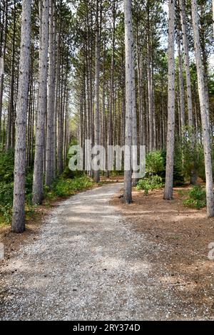 Alti pini nel bosco lungo il sentiero escursionistico Foto Stock
