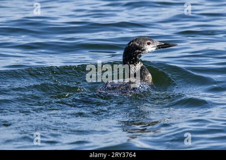 Giovane adolescente comune Loon che nuota lungo l'acqua blu del lago Foto Stock