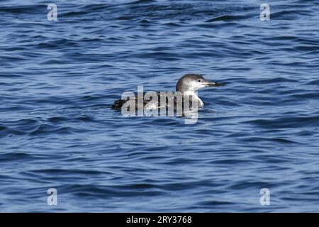 Giovane adolescente comune Loon che nuota lungo l'acqua blu del lago Foto Stock