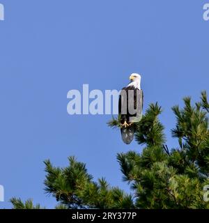 Un'aquila calva americana appollaiata sulla cima dell'albero pronta a volare Foto Stock