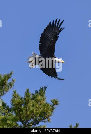 Un'aquila calva americana appollaiata sulla cima dell'albero pronta a volare Foto Stock